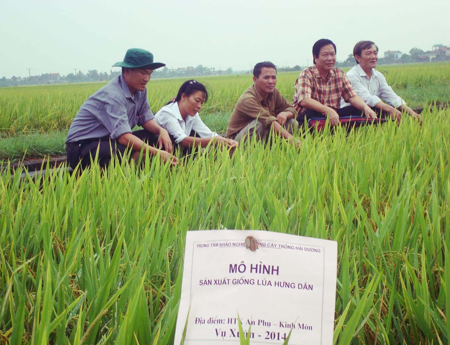 Lúa Hưng dân năng suất đạt từ 61,6 đến 64,3 tạ/ha